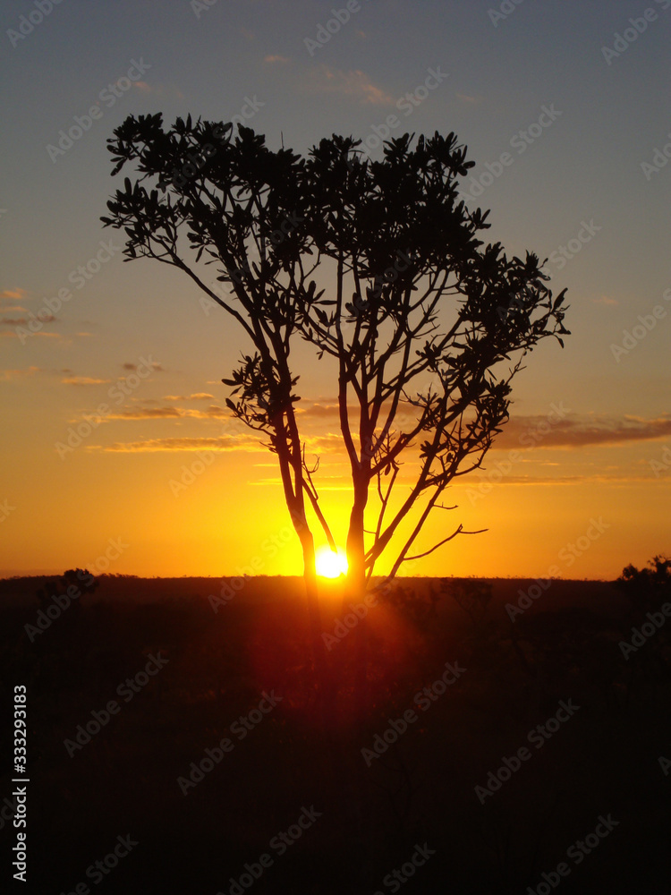 Sunset in the Brazilian Cerrado