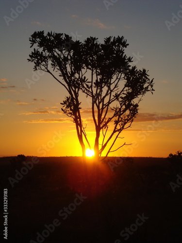 Sunset in the Brazilian Cerrado