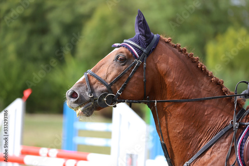  Side view head shot of a beautiful show jumper horse on natural background