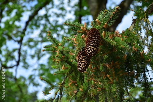 Pinecone and cones on spruce macro