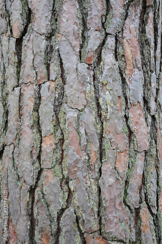 Background of old pine bark