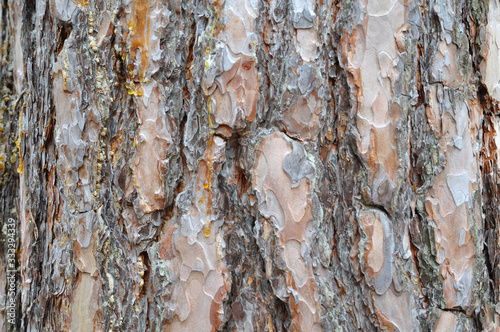 Background of old pine bark