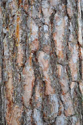 Background of old pine bark
