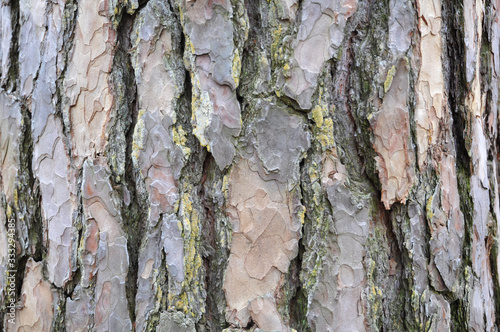 Background of old pine bark