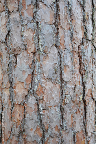Background of old pine bark