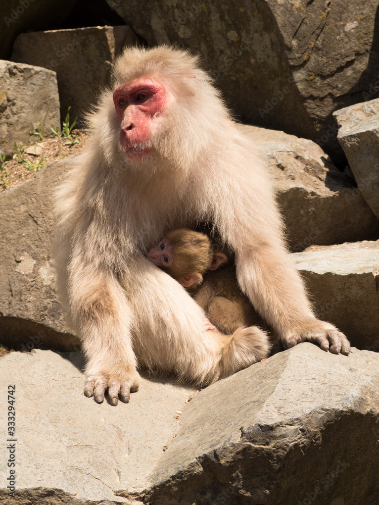 Monos en la reserva de Jigokudani, Yudanaka, Nagano