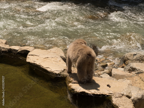 Monos en la reserva de Jigokudani, Yudanaka, Nagano photo