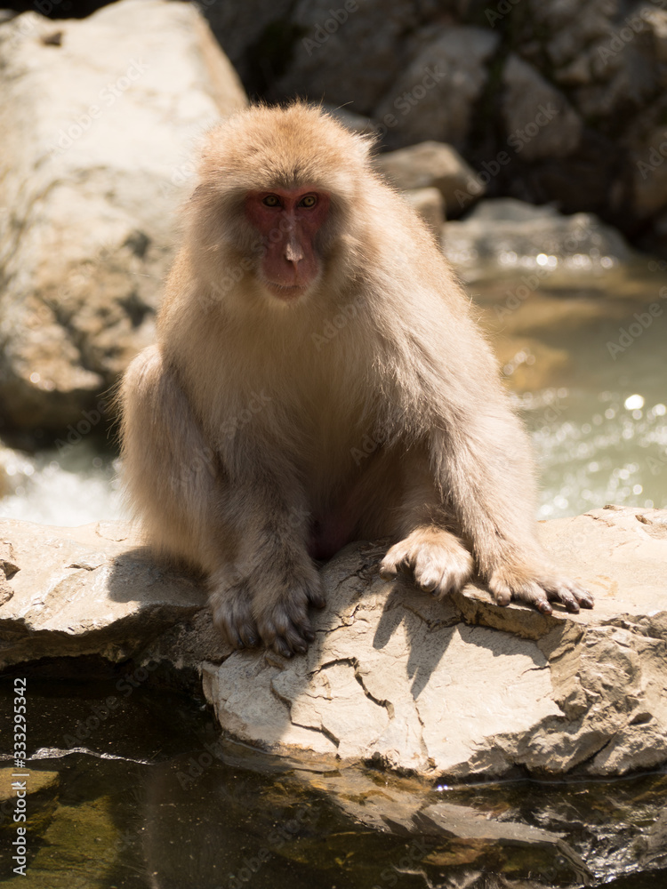 Monos en la reserva de Jigokudani, Yudanaka, Nagano Monos en la reserva de Jigokudani, Yudanaka, Nagano
