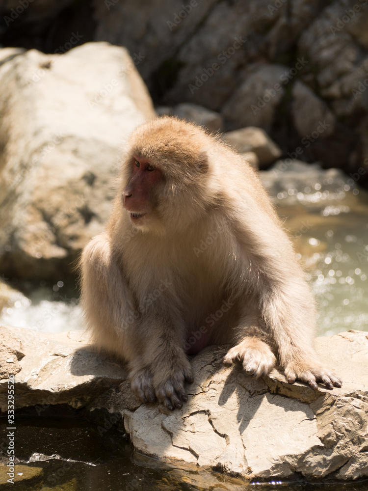 Monos en la reserva de Jigokudani, Yudanaka, Nagano Monos en la reserva de Jigokudani, Yudanaka, Nagano