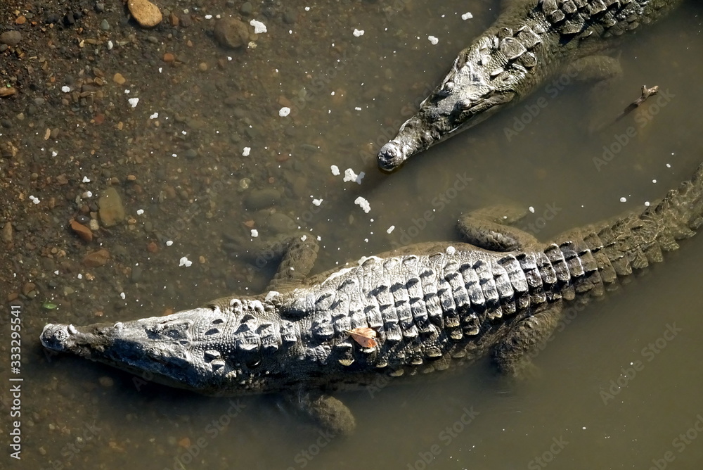 Obraz premium Alligator in water