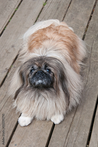 Pekingese dog