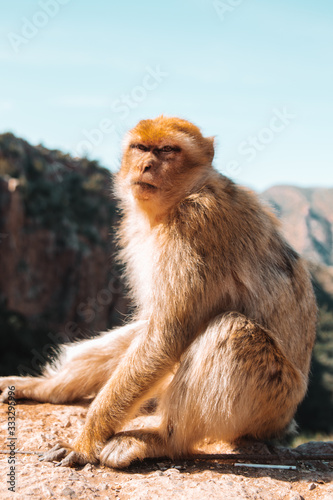 monkey © RBLEDA