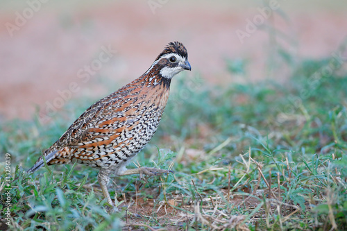 Northern Bobwhite (Colinus virginianus) male, South Texas, USA