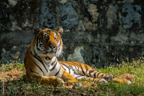 Bengal tiger resting in the grass.