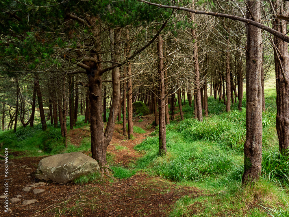 Faroe Islands, Kunoy. The only forest on the island. Man made. Faroe Islands, Kunoy. The only forest on the island. Man made.