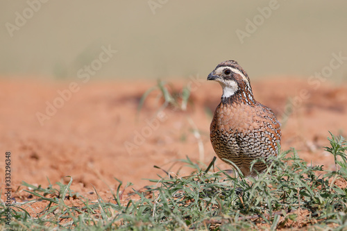 Northern Bobwhite (Colinus virginianus) male, South Texas, USA
