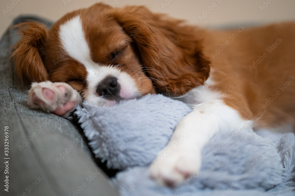 Sweet baby KING CHARLES SPANIEL Sweet baby KING CHARLES SPANIEL