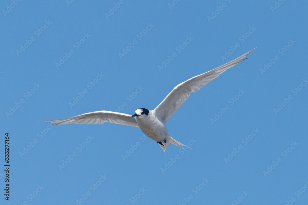 Fototapeta premium White-fronted Tern in Australasia