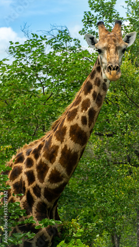 Canvas Print giraffe