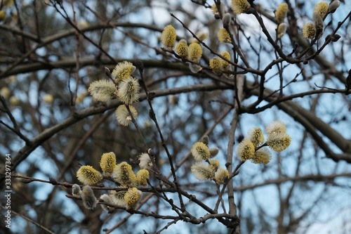 Silvery catkins of Salix caprea (goat willow, also known as the pussy willow or great sallow)