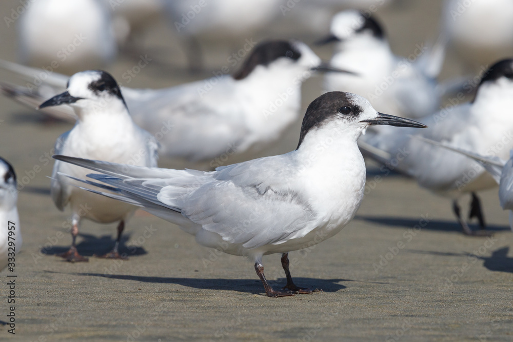 White-fronted Tern in Australasia White-fronted Tern in Australasia