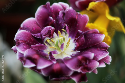 purple flowers tulips close up