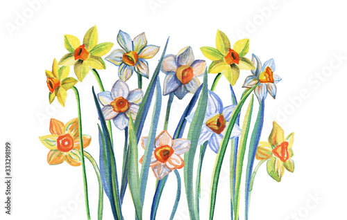 Yellow and white daffodils. Watercolor illustration Isolated on a white background.