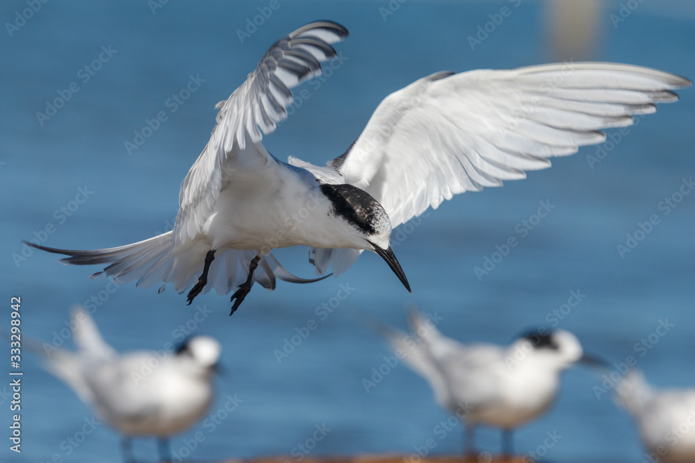Fototapeta premium White-fronted Tern in Australasia