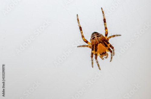  small brown-orange spider sits in its web and waits for prey