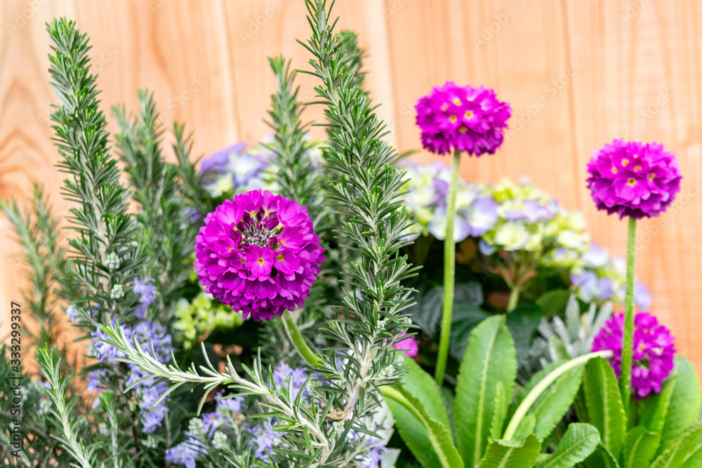 Naklejka premium Primrose balls Primula globular of bright pink magenta color in spring floral arrangement with blooming rosemary and hydrangea on a rustic wooden background. Spring festive Easter Provence bouquet.