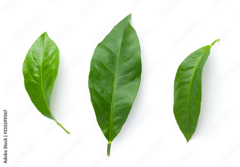 Obraz premium Lemon Leaves Isolated On White Background