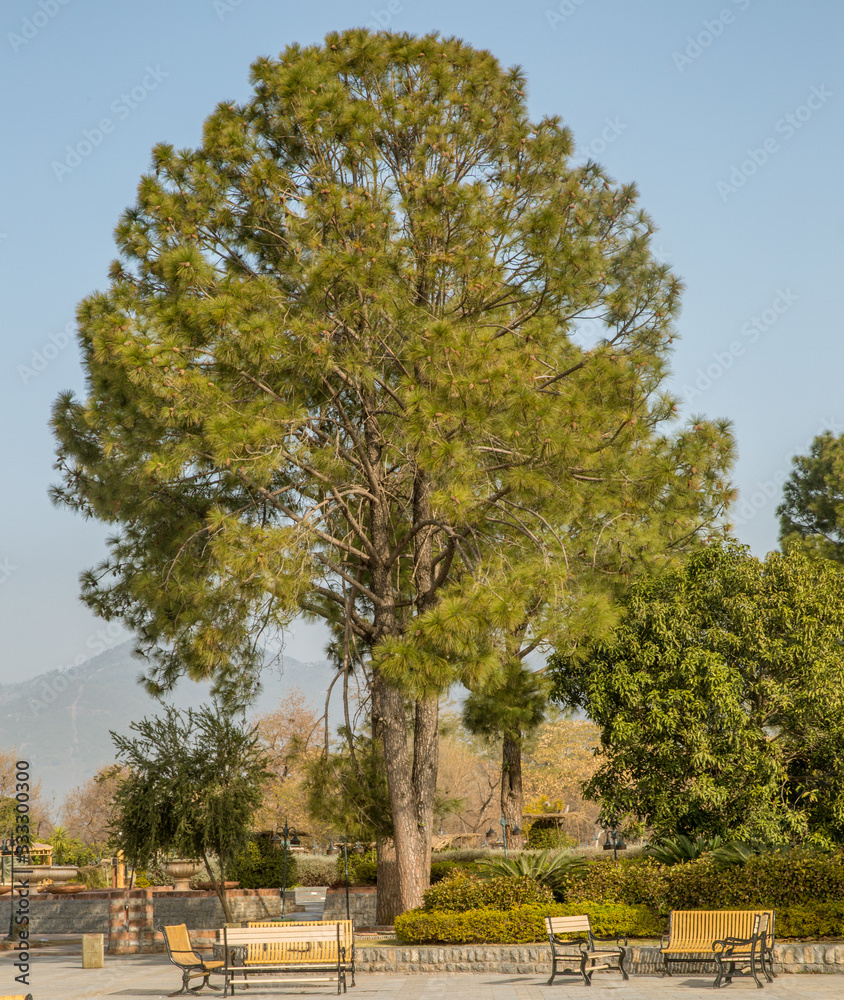 Tree and Lake, Islamabad, Pakistan