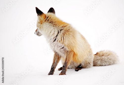 Wild fox in winter natural habitat © Rechitan Sorin