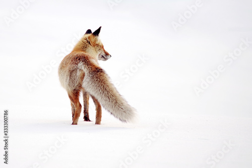 Wild fox in winter natural habitat photo