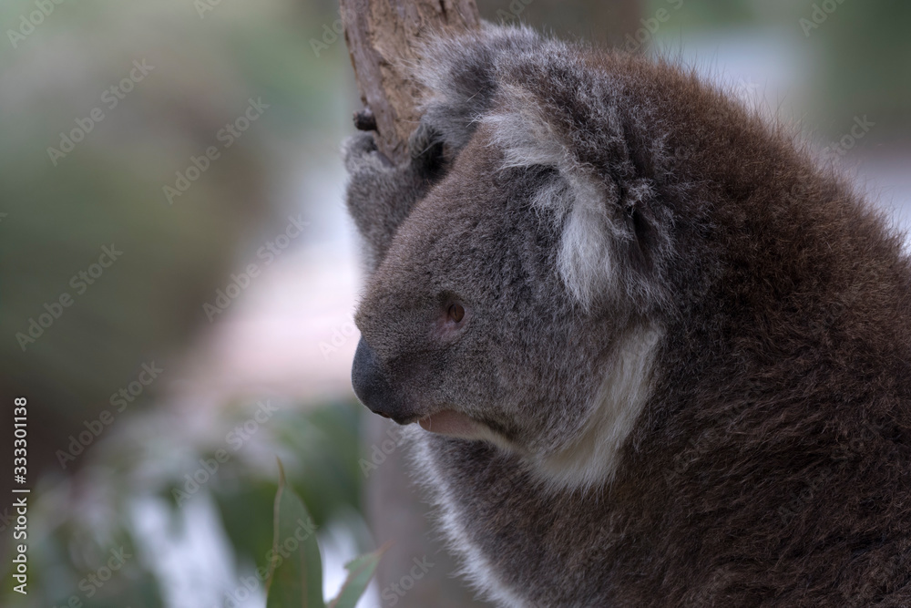 Close up of koala at Yanchep National Park in Western Australia Close up of koala at Yanchep National Park in Western Australia