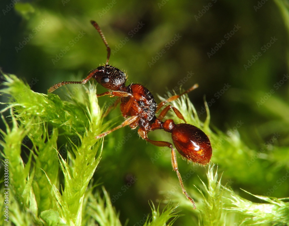 ant on leaf ant on leaf