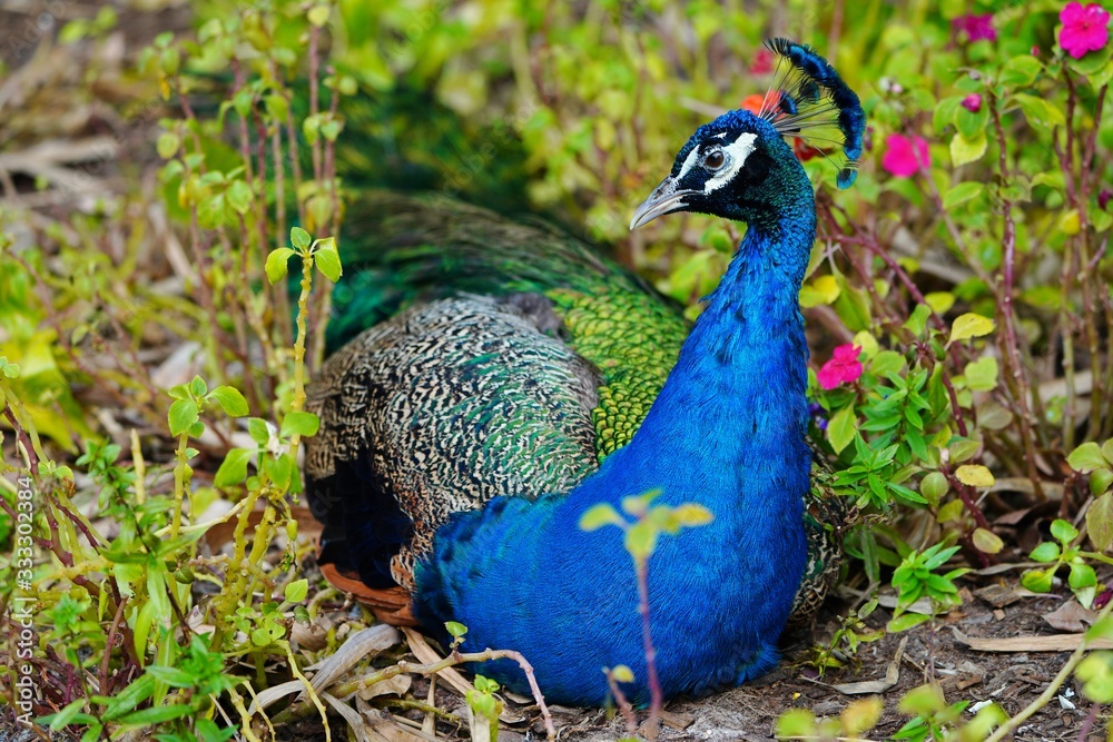 Fototapeta premium Colorful green and blue male peacock bird