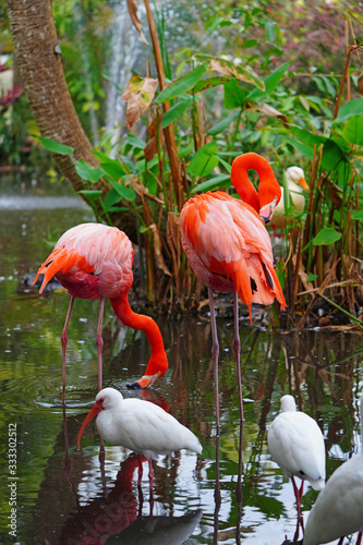 A pink flamingo bird standing on one leg