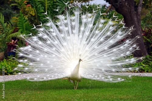 All white male peacock bird with its plume feathers tail fully opened