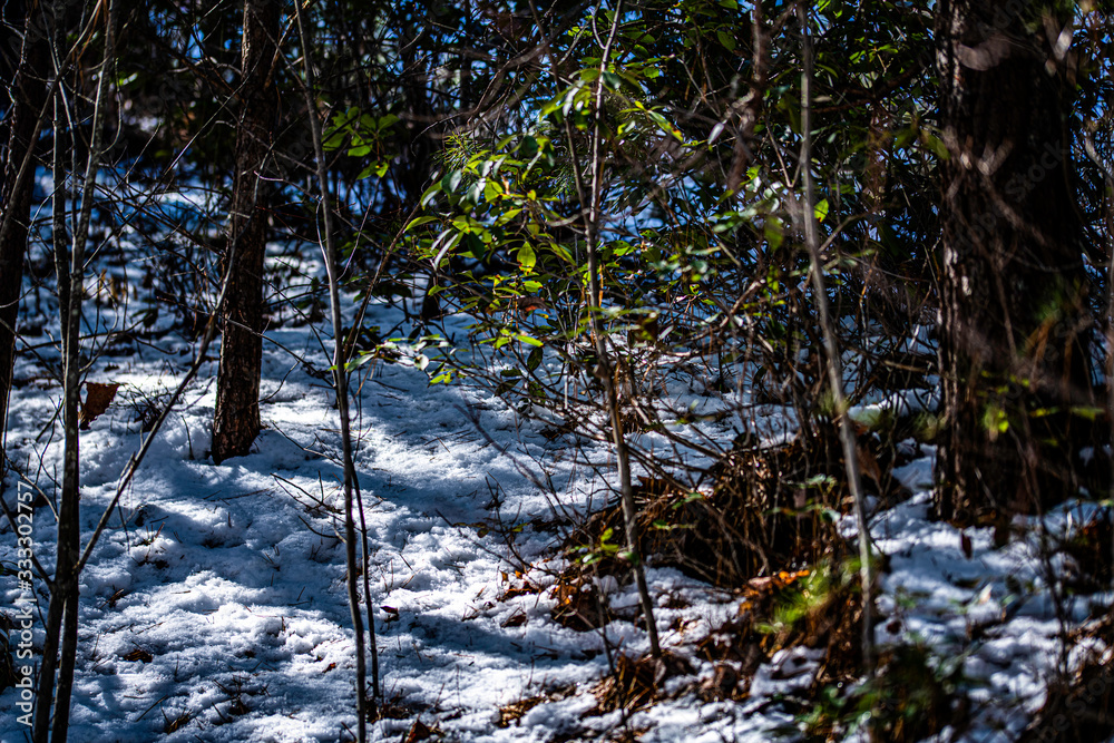 forest in winter with snow forest in winter with snow
