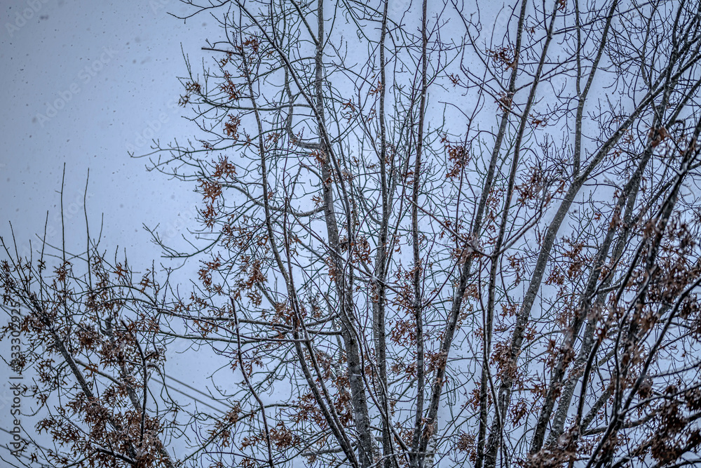branches of tree in winter branches of tree in winter