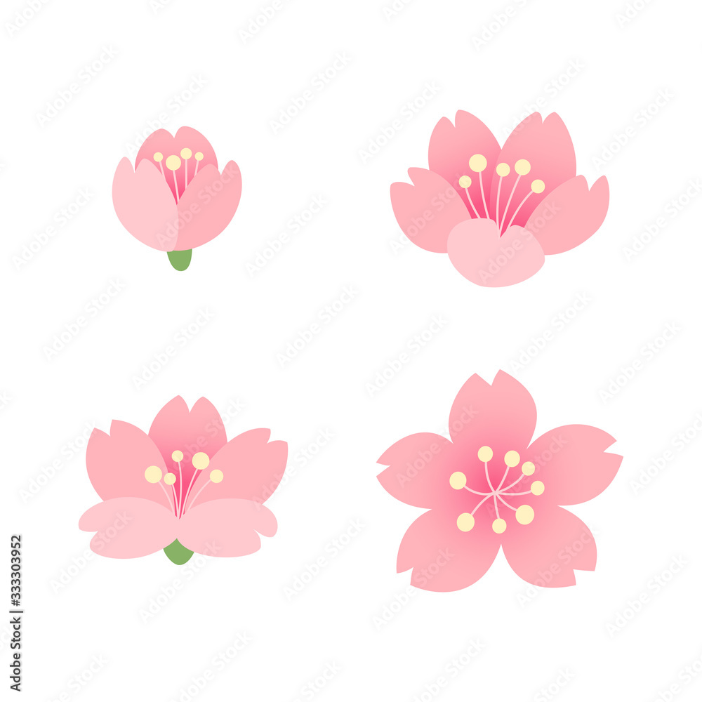 Cherry blossom flowers  isolated on white background
