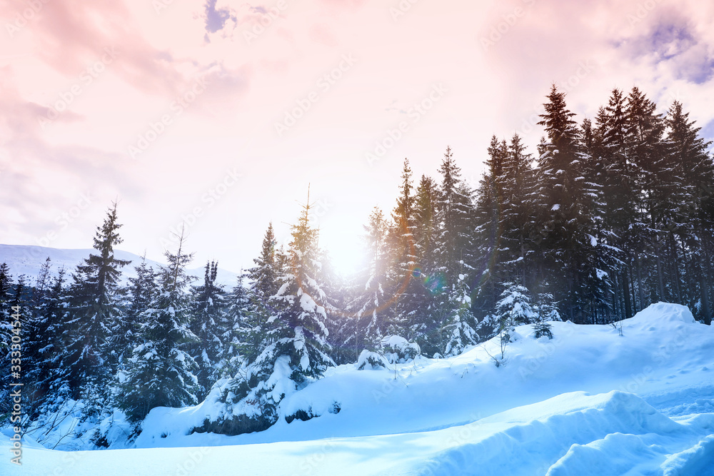 Fototapeta premium Picturesque view of snowy coniferous forest on winter day
