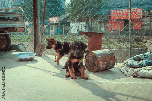 Two street puppies in China