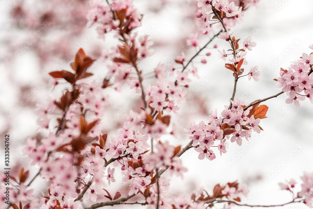 Multitude de fleurs de cerisier japonais au printemps