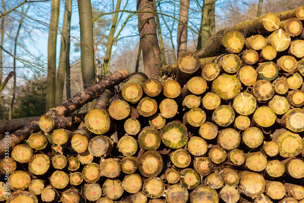 A winter day in the evening with the low sun in a German forest. Felled tree trunks are piled up. In the background is forest and blue sky out of focus photographed with bokeh.