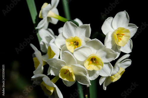 Fototapeta Naklejka Na Ścianę i Meble -  Daffodil Flowers.