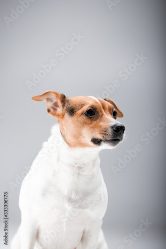 Beautiful dog Jack Russell Terrier on the backgrounds © Мария Старосельцева