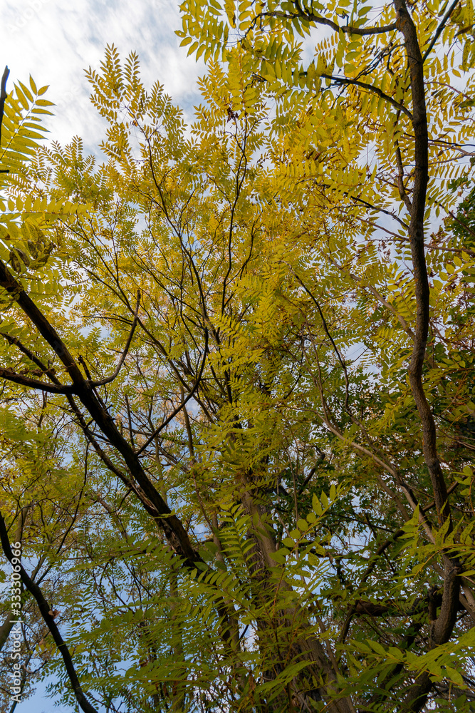 Fototapeta premium Yellow trees in the autumn forest