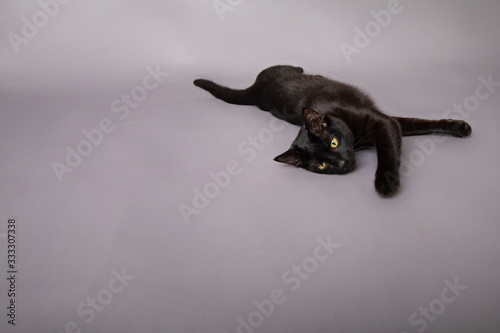 Black cat laying down stretched out paw reaching toward camera 